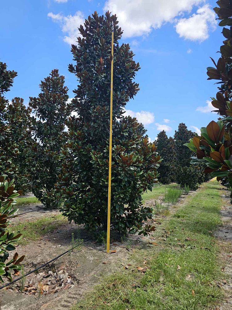 magnolia-grandiflora-d-d-blanchard-southern-magnolia-d-d-blanchard-southern-magnolia