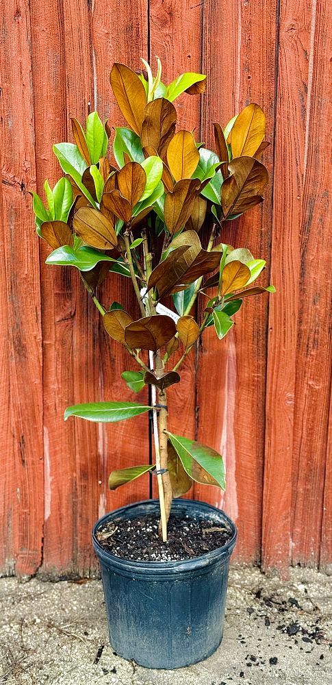 magnolia-grandiflora-d-d-blanchard-southern-magnolia-d-d-blanchard-southern-magnolia