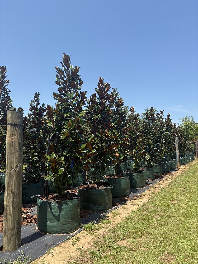 magnolia-grandiflora-d-d-blanchard-southern-magnolia-d-d-blanchard-southern-magnolia