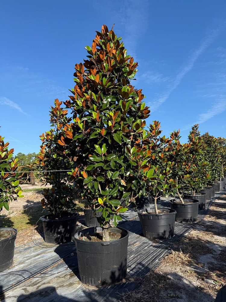 magnolia-grandiflora-d-d-blanchard-southern-magnolia-d-d-blanchard-southern-magnolia