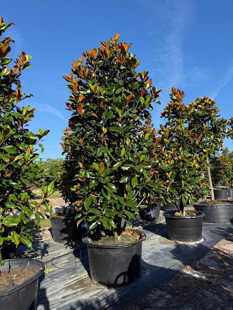 magnolia-grandiflora-d-d-blanchard-southern-magnolia-d-d-blanchard-southern-magnolia