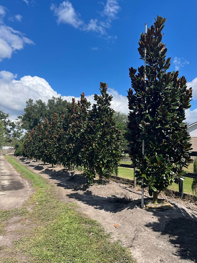magnolia-grandiflora-d-d-blanchard-southern-magnolia-d-d-blanchard-southern-magnolia