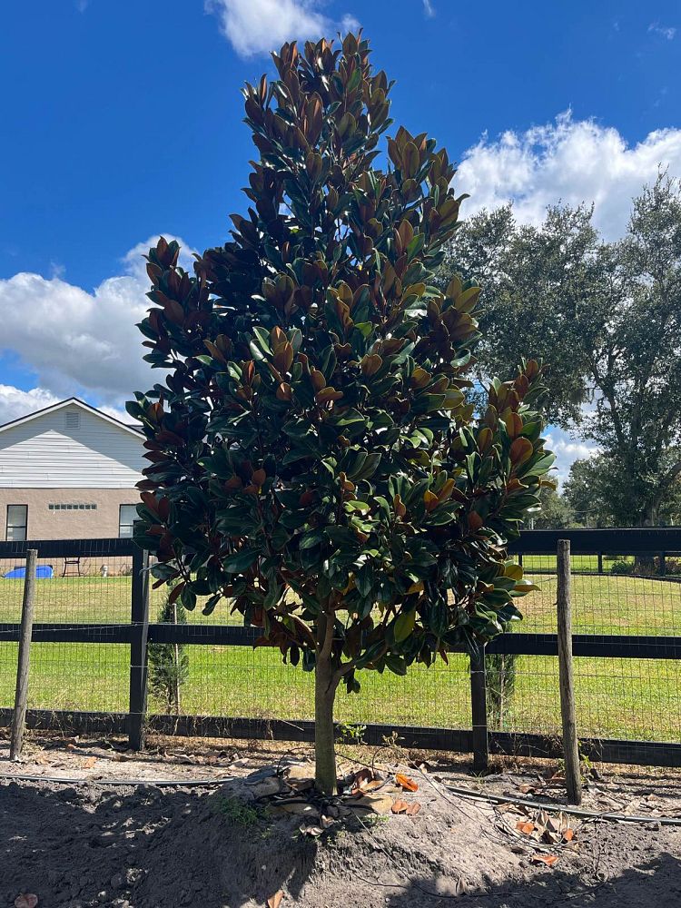 magnolia-grandiflora-d-d-blanchard-southern-magnolia-d-d-blanchard-southern-magnolia