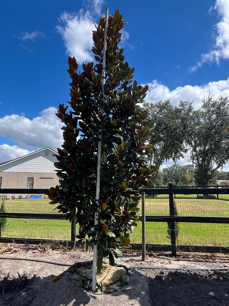 magnolia-grandiflora-d-d-blanchard-southern-magnolia-d-d-blanchard-southern-magnolia