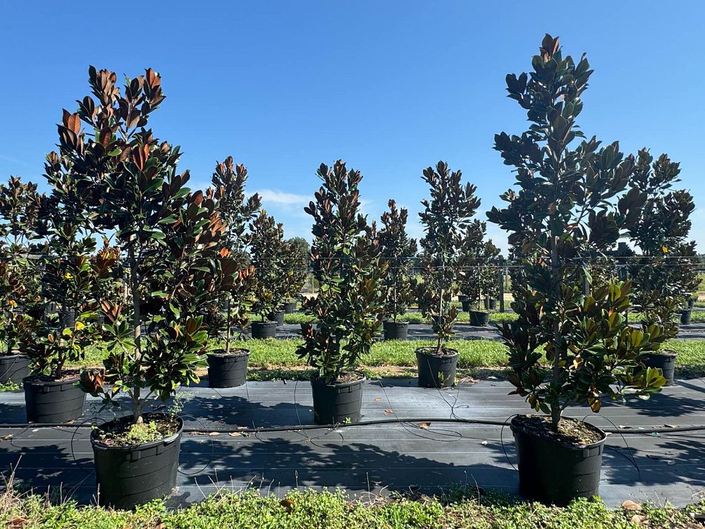 magnolia-grandiflora-d-d-blanchard-southern-magnolia-d-d-blanchard-southern-magnolia