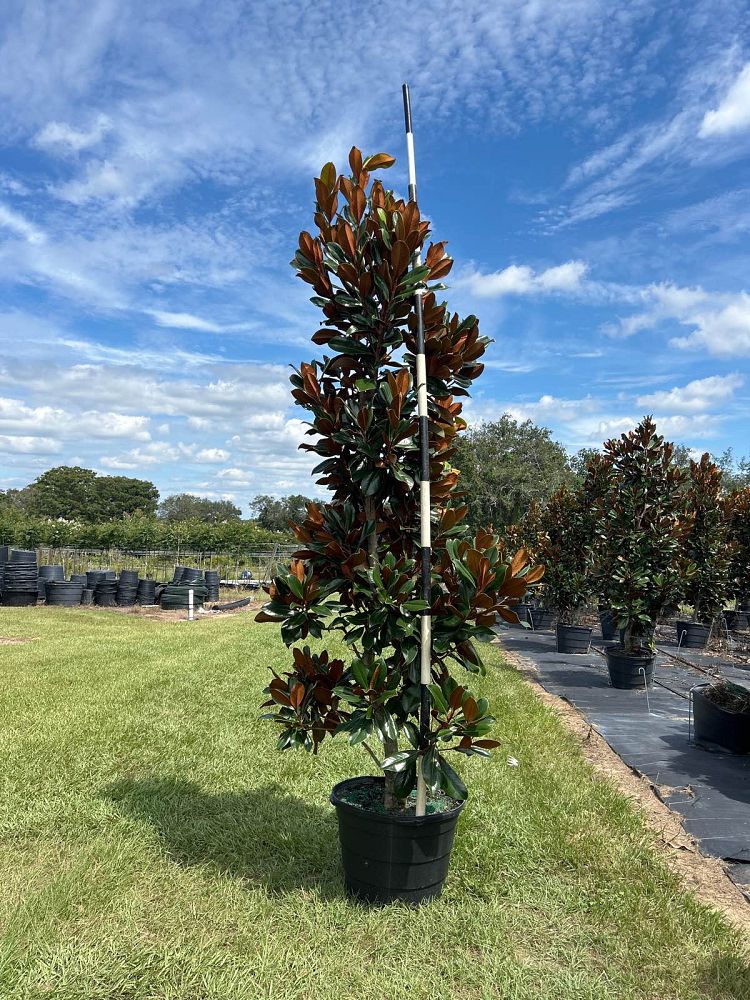 magnolia-grandiflora-d-d-blanchard-southern-magnolia-d-d-blanchard-southern-magnolia