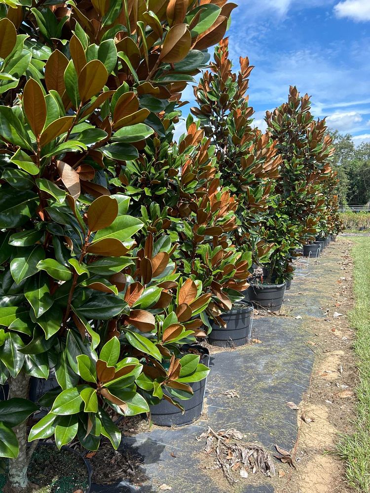 magnolia-grandiflora-d-d-blanchard-southern-magnolia-d-d-blanchard-southern-magnolia