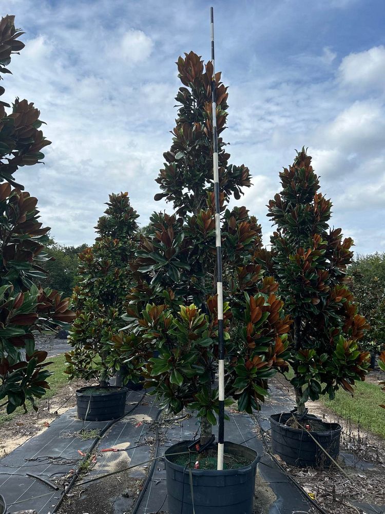 magnolia-grandiflora-d-d-blanchard-southern-magnolia-d-d-blanchard-southern-magnolia