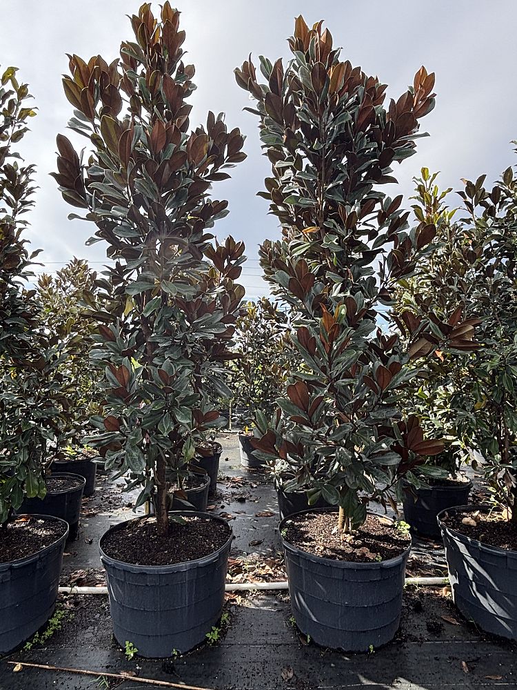 magnolia-grandiflora-d-d-blanchard-southern-magnolia-d-d-blanchard-southern-magnolia