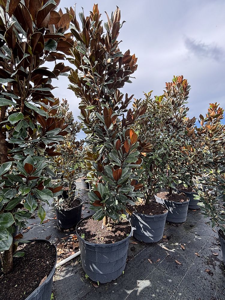 magnolia-grandiflora-d-d-blanchard-southern-magnolia-d-d-blanchard-southern-magnolia