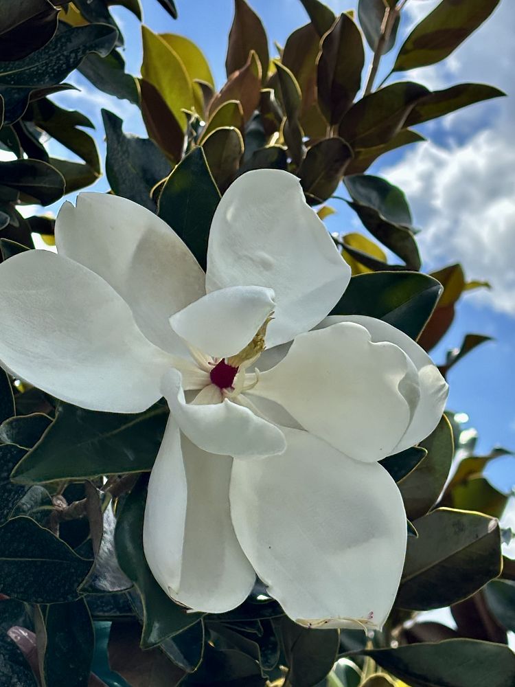 magnolia-grandiflora-d-d-blanchard-southern-magnolia-d-d-blanchard-southern-magnolia