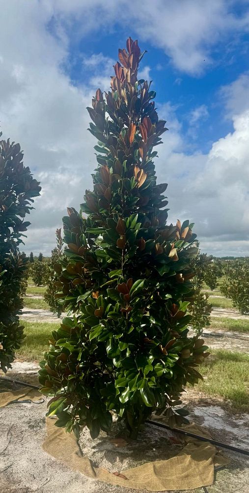 magnolia-grandiflora-d-d-blanchard-southern-magnolia-d-d-blanchard-southern-magnolia