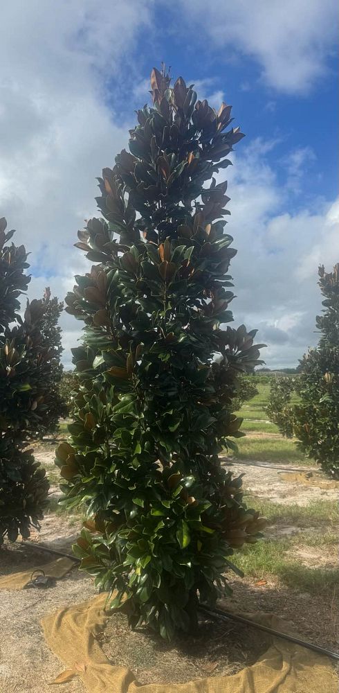 magnolia-grandiflora-d-d-blanchard-southern-magnolia-d-d-blanchard-southern-magnolia