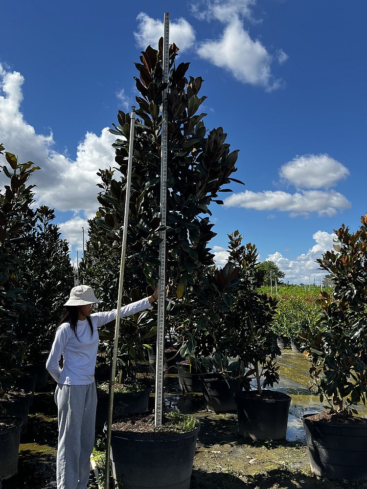 magnolia-grandiflora-d-d-blanchard-southern-magnolia-d-d-blanchard-southern-magnolia