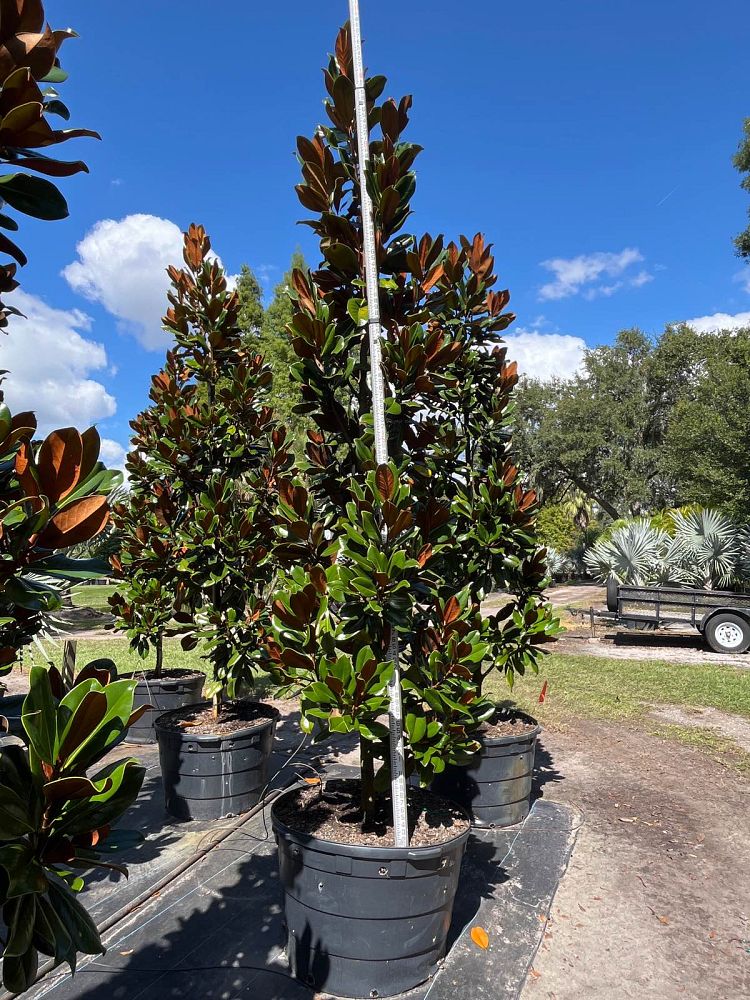 magnolia-grandiflora-d-d-blanchard-southern-magnolia-d-d-blanchard-southern-magnolia