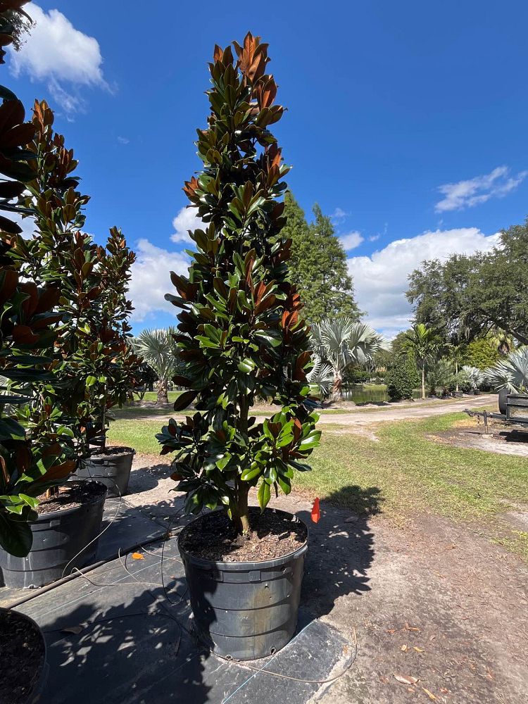 magnolia-grandiflora-d-d-blanchard-southern-magnolia-d-d-blanchard-southern-magnolia