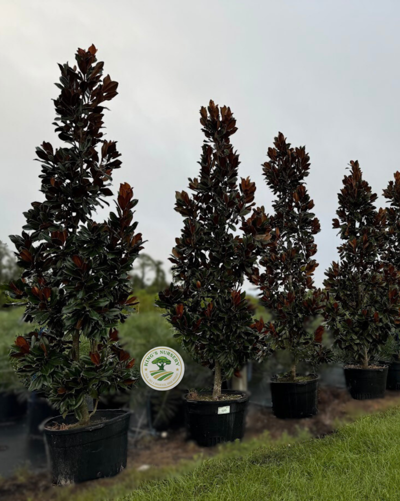magnolia-grandiflora-d-d-blanchard-southern-magnolia-d-d-blanchard-southern-magnolia