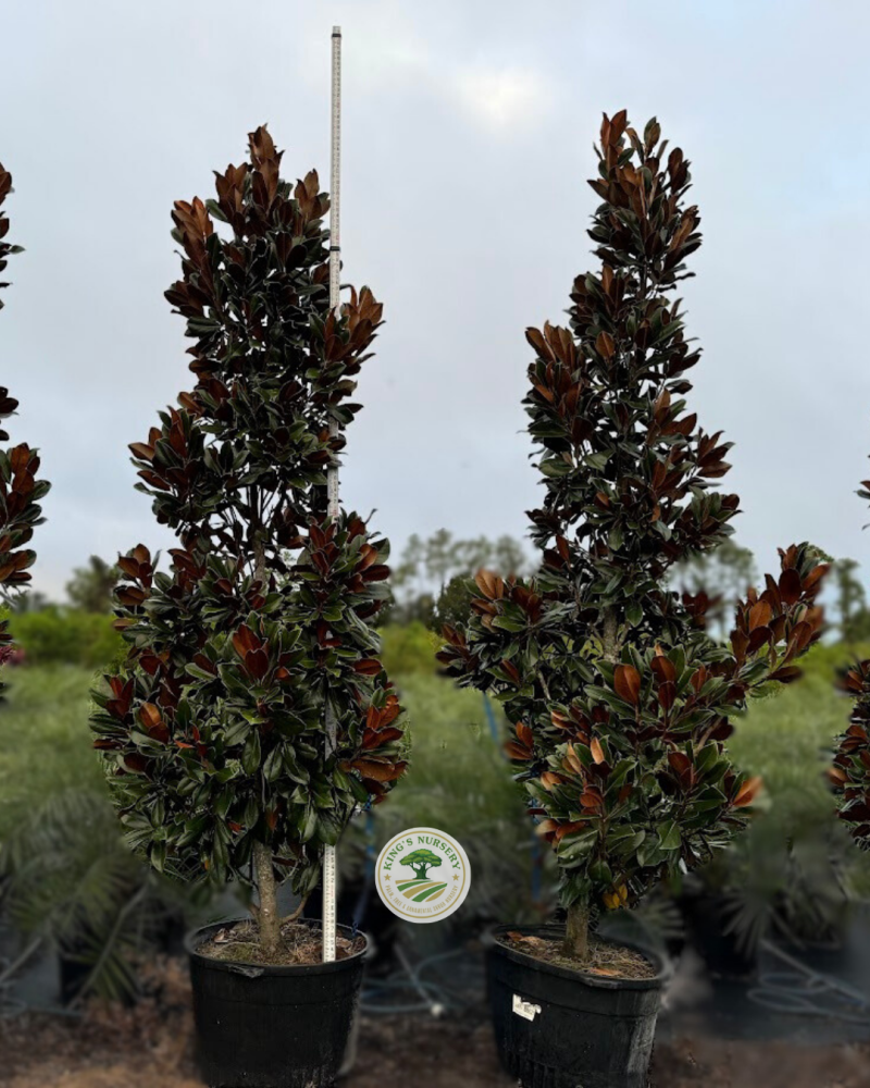 magnolia-grandiflora-d-d-blanchard-southern-magnolia-d-d-blanchard-southern-magnolia