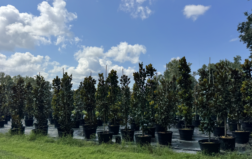 magnolia-grandiflora-d-d-blanchard-southern-magnolia-d-d-blanchard-southern-magnolia