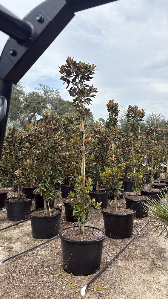 magnolia-grandiflora-d-d-blanchard-southern-magnolia-d-d-blanchard-southern-magnolia