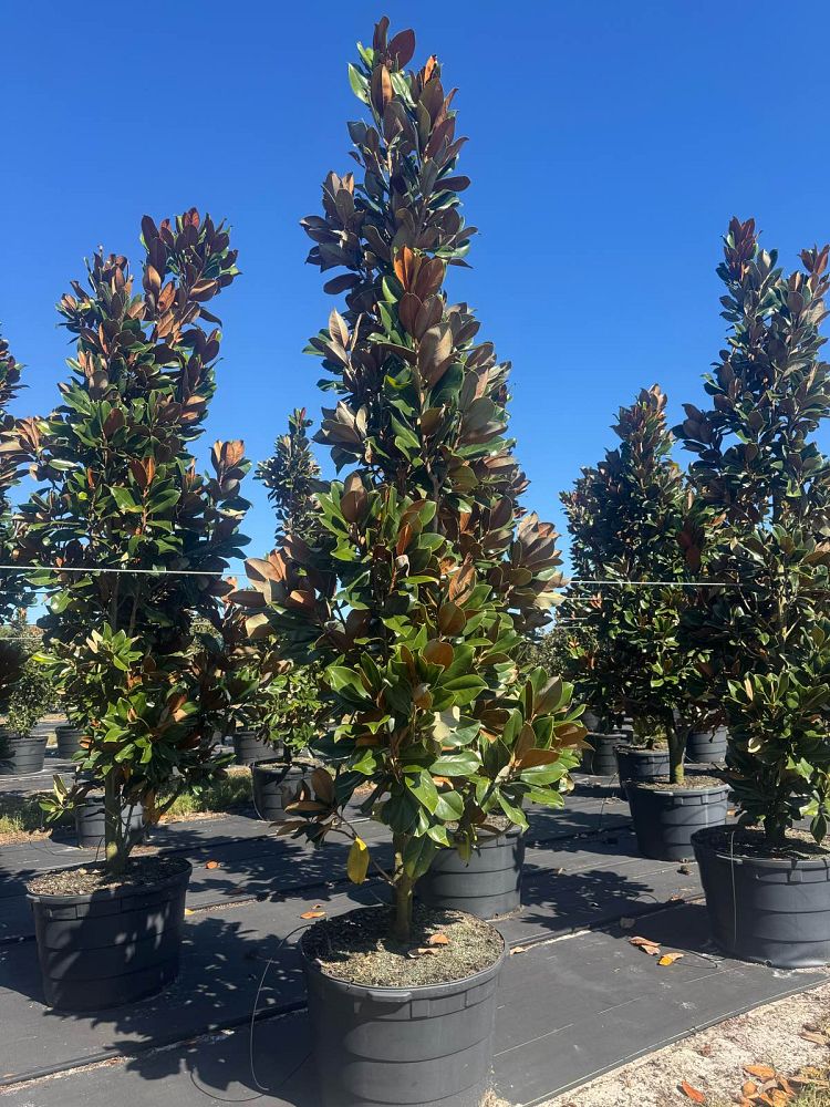 magnolia-grandiflora-d-d-blanchard-southern-magnolia-d-d-blanchard-southern-magnolia