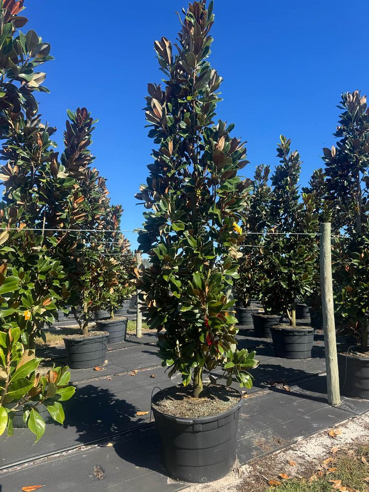 magnolia-grandiflora-d-d-blanchard-southern-magnolia-d-d-blanchard-southern-magnolia