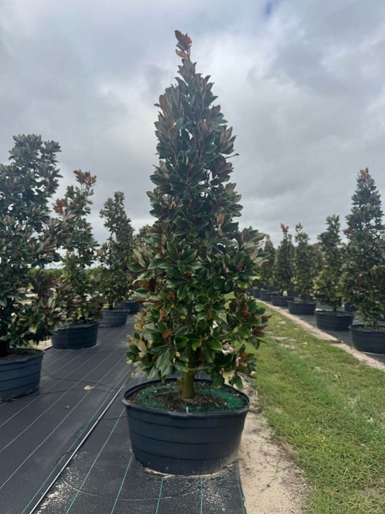 magnolia-grandiflora-d-d-blanchard-southern-magnolia-d-d-blanchard-southern-magnolia