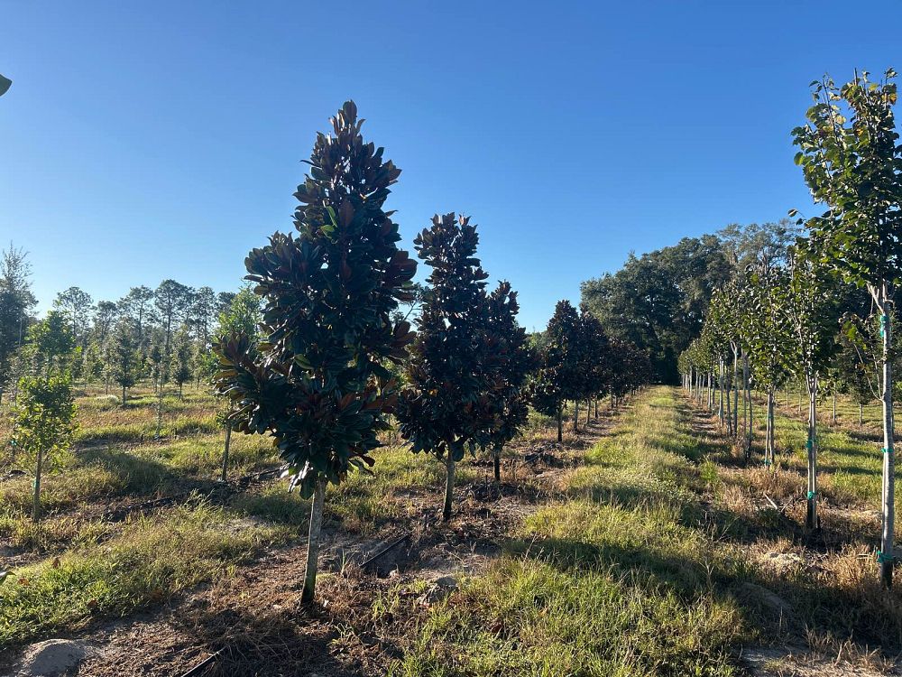 magnolia-grandiflora-d-d-blanchard-southern-magnolia-d-d-blanchard-southern-magnolia