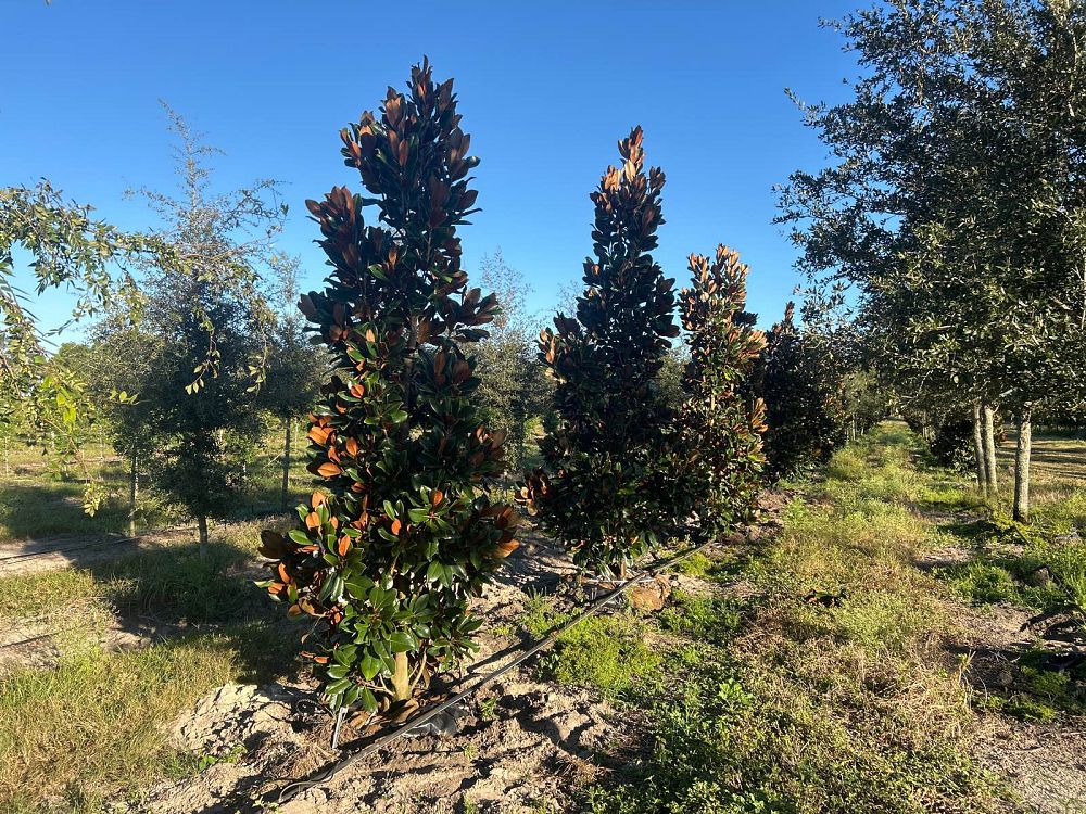 magnolia-grandiflora-d-d-blanchard-southern-magnolia-d-d-blanchard-southern-magnolia