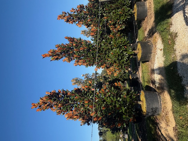 magnolia-grandiflora-d-d-blanchard-southern-magnolia-d-d-blanchard-southern-magnolia
