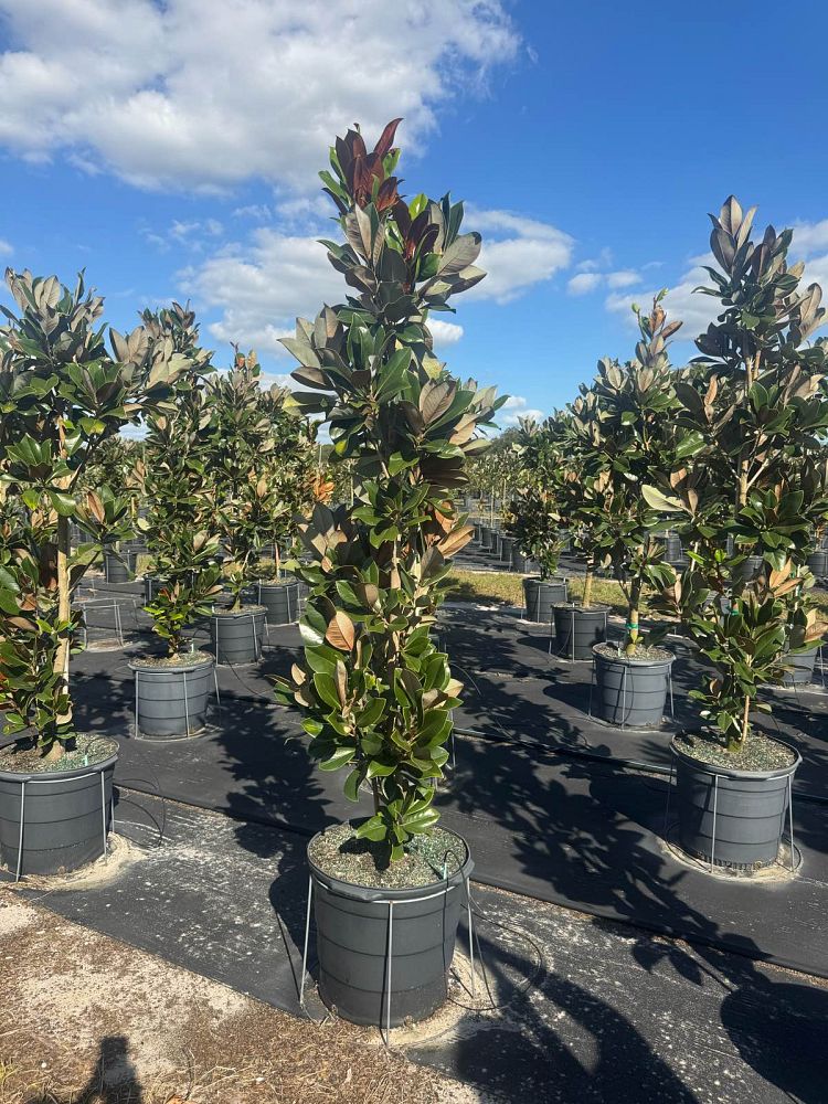 magnolia-grandiflora-d-d-blanchard-southern-magnolia-d-d-blanchard-southern-magnolia