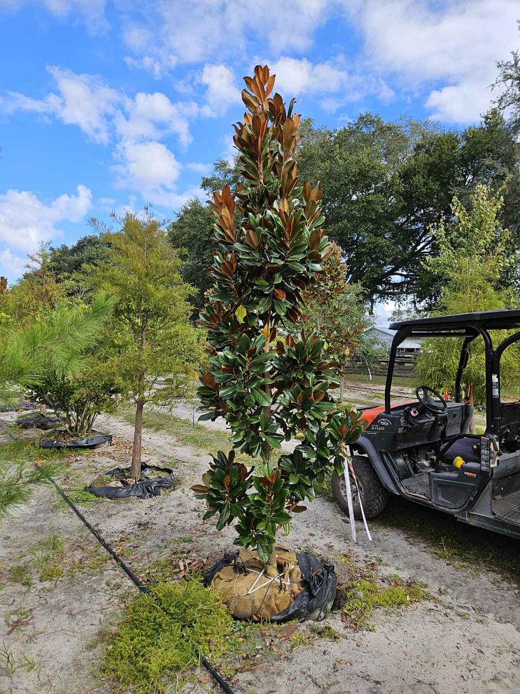 magnolia-grandiflora-d-d-blanchard-southern-magnolia-d-d-blanchard-southern-magnolia