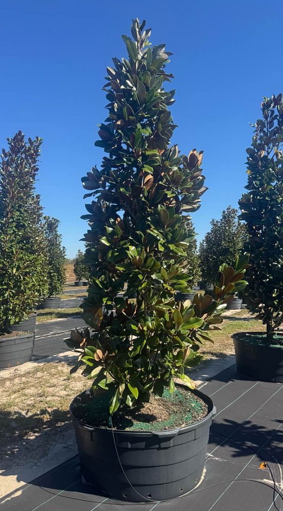 magnolia-grandiflora-d-d-blanchard-southern-magnolia-d-d-blanchard-southern-magnolia
