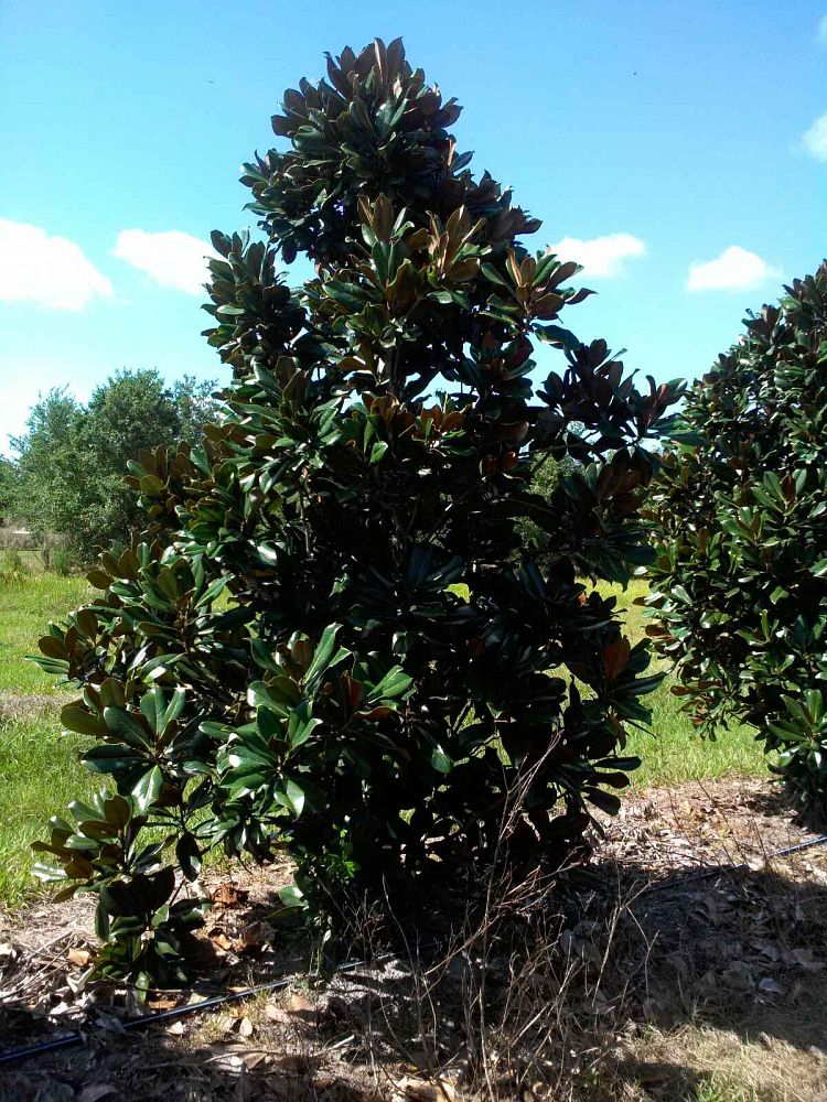 magnolia-grandiflora-d-d-blanchard-southern-magnolia