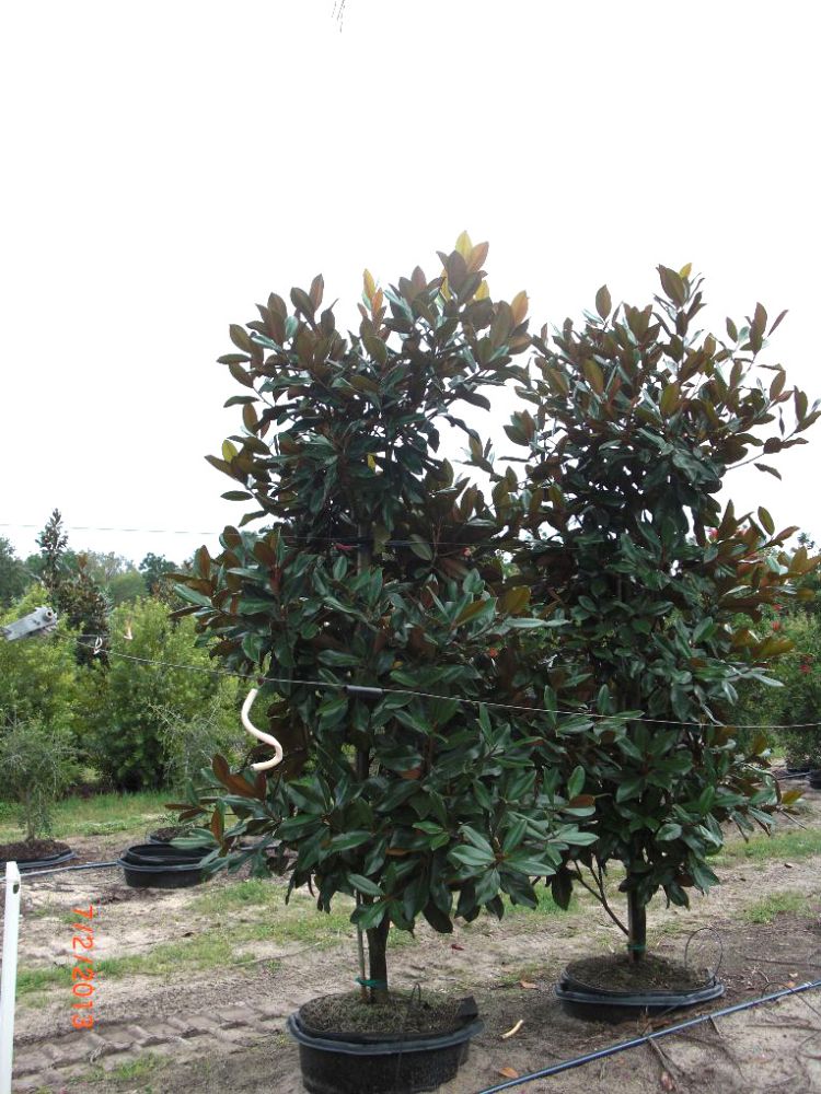 magnolia-grandiflora-d-d-blanchard-southern-magnolia