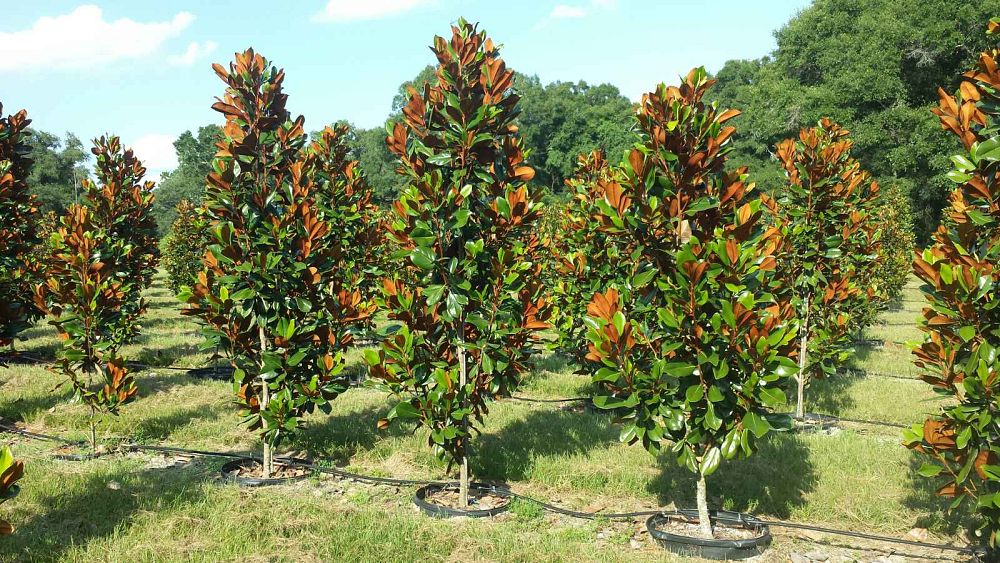 magnolia-grandiflora-d-d-blanchard-southern-magnolia