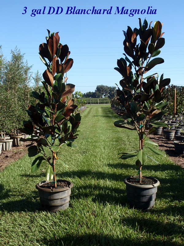 magnolia-grandiflora-d-d-blanchard-southern-magnolia
