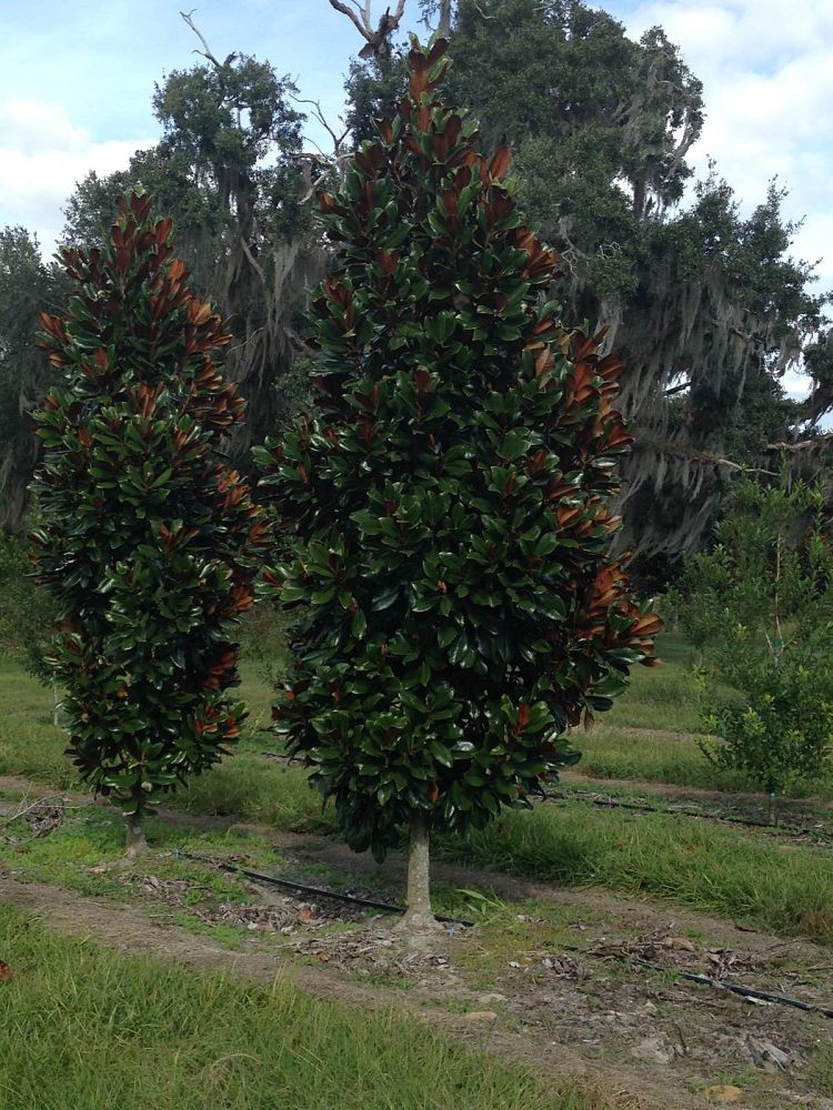 magnolia-grandiflora-d-d-blanchard-southern-magnolia