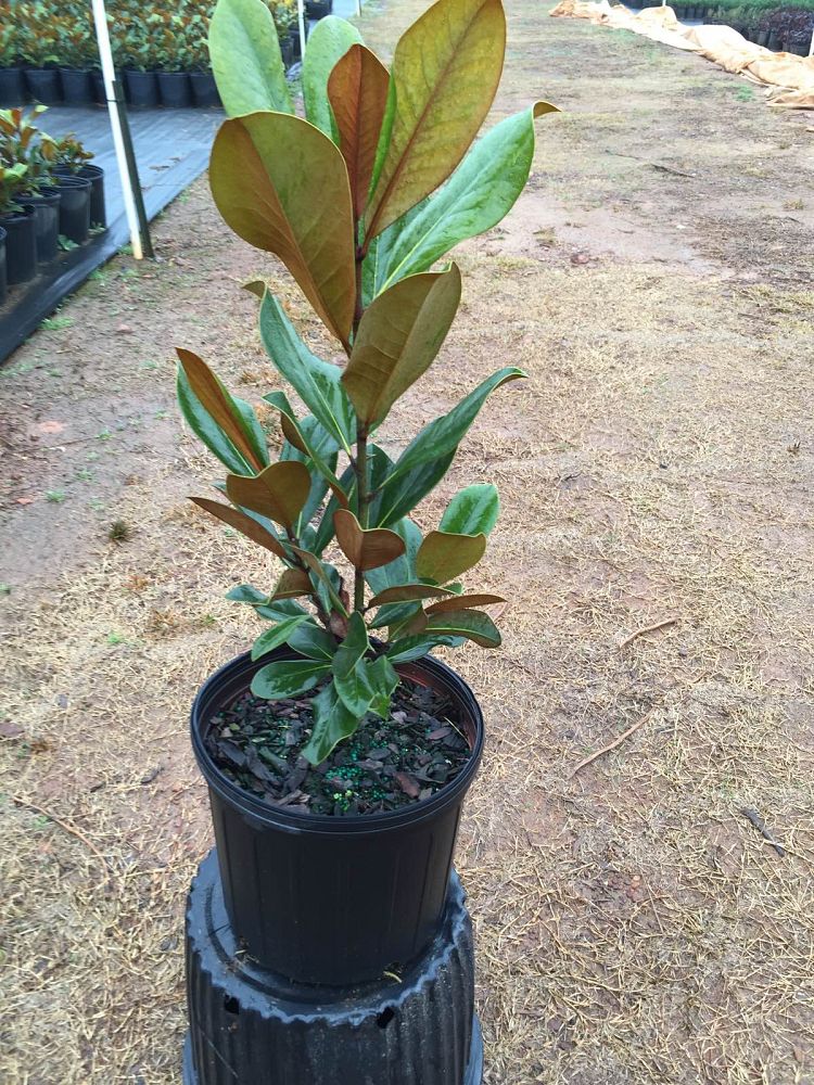 magnolia-grandiflora-d-d-blanchard-southern-magnolia