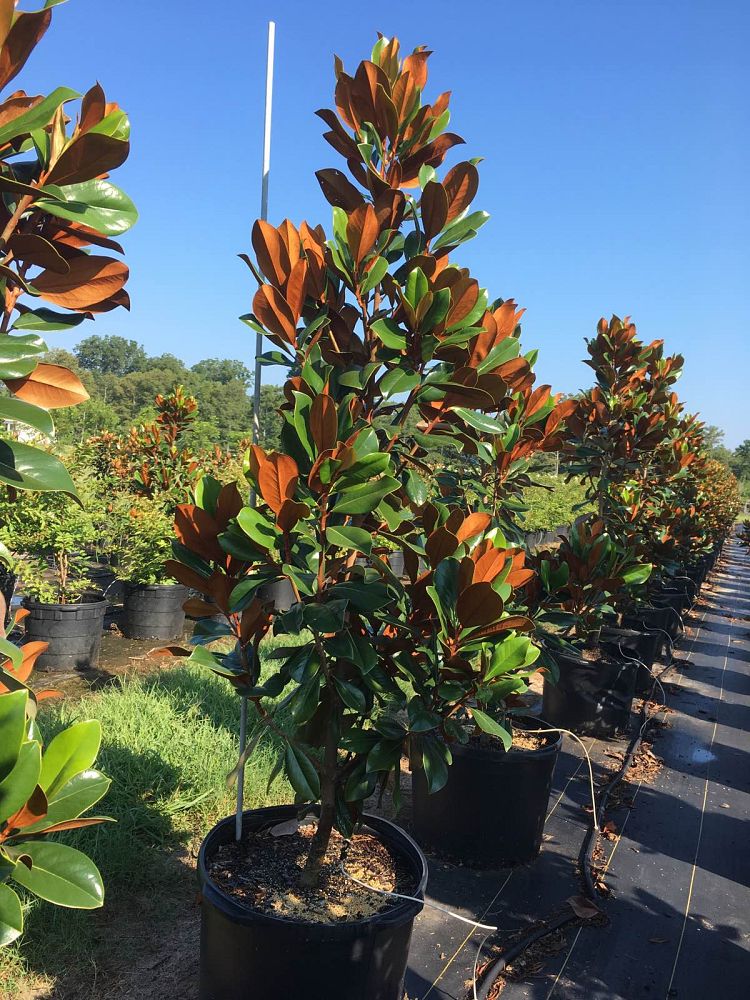 magnolia-grandiflora-d-d-blanchard-southern-magnolia