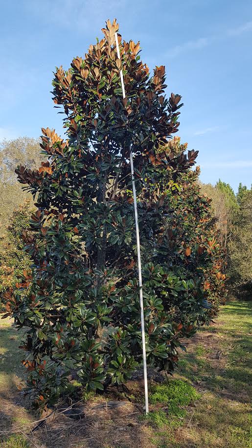 magnolia-grandiflora-d-d-blanchard-southern-magnolia