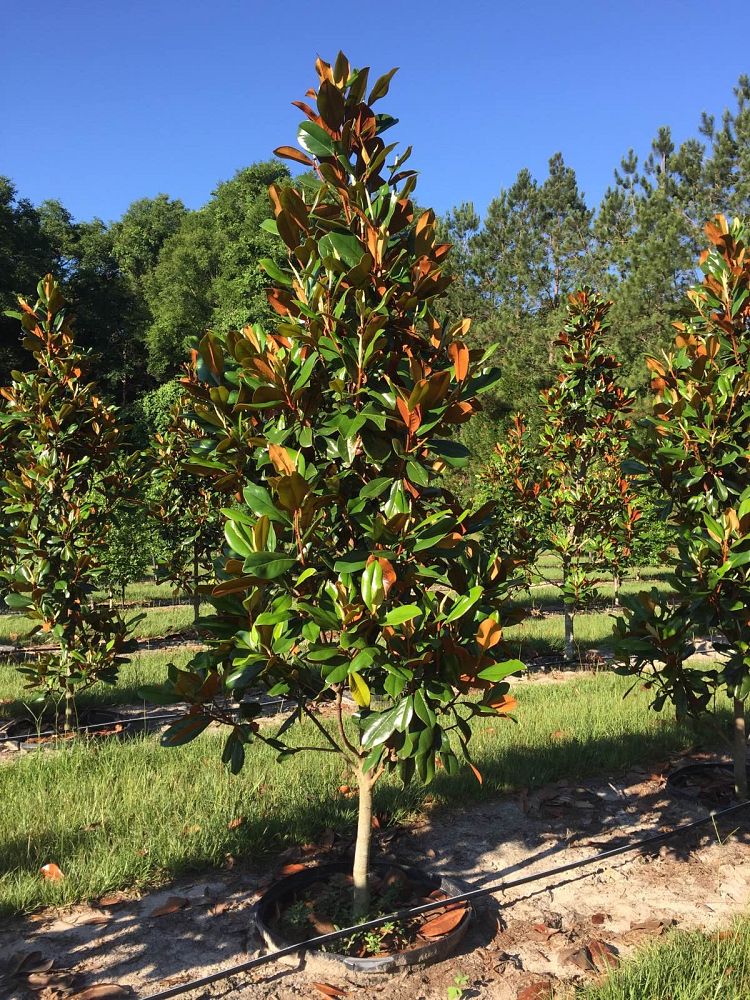 magnolia-grandiflora-d-d-blanchard-southern-magnolia