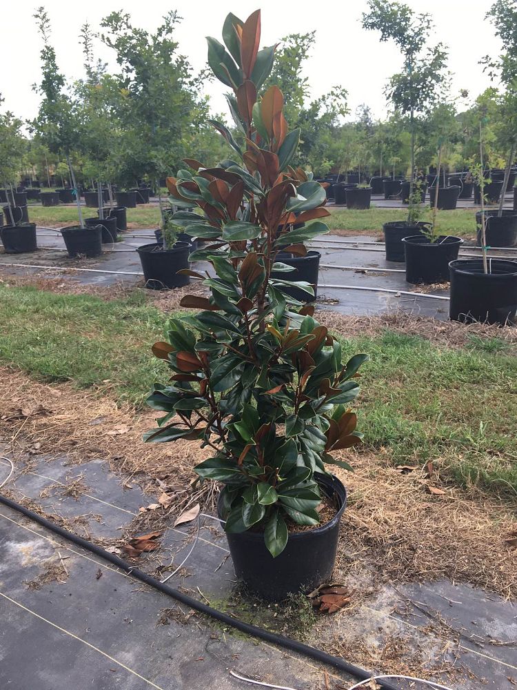 magnolia-grandiflora-d-d-blanchard-southern-magnolia