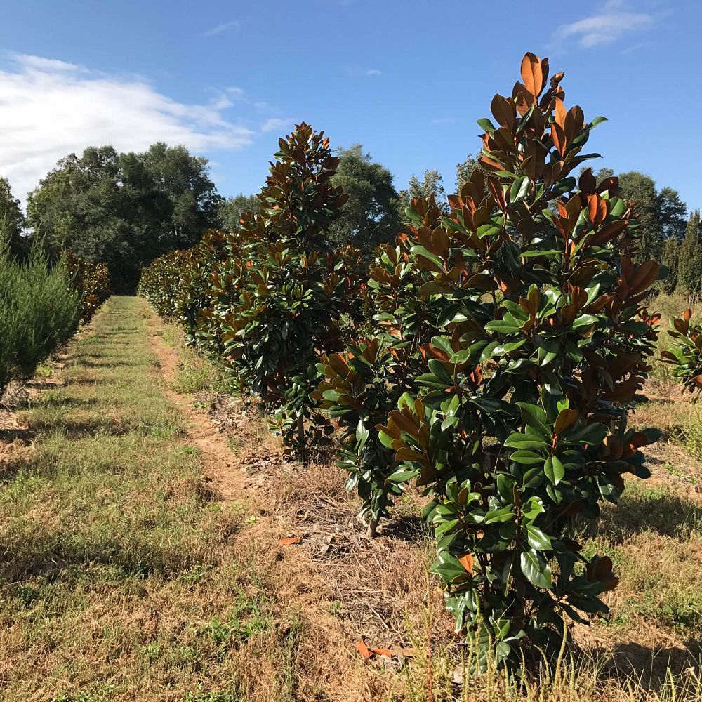 magnolia-grandiflora-d-d-blanchard-southern-magnolia