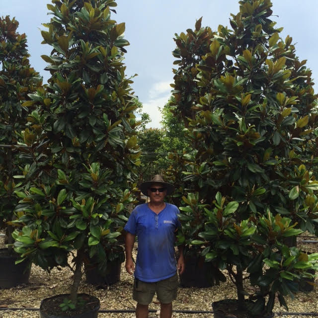 magnolia-grandiflora-d-d-blanchard-southern-magnolia