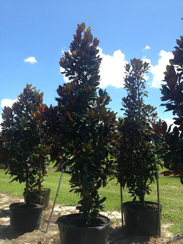 magnolia-grandiflora-d-d-blanchard-southern-magnolia