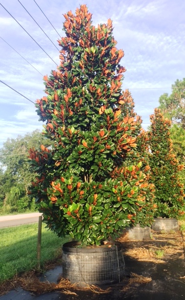 magnolia-grandiflora-d-d-blanchard-southern-magnolia