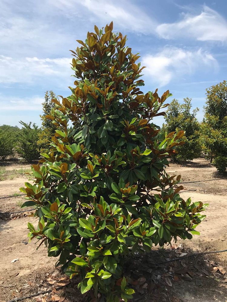 magnolia-grandiflora-d-d-blanchard-southern-magnolia