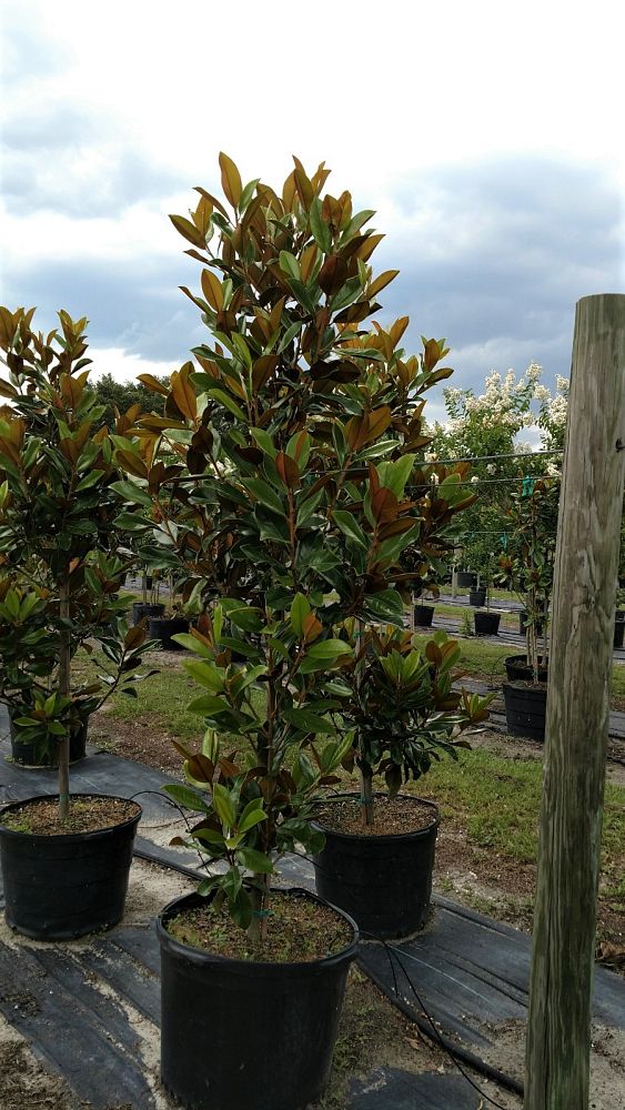 magnolia-grandiflora-d-d-blanchard-southern-magnolia