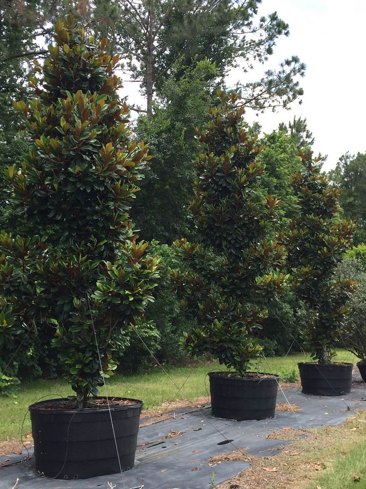 magnolia-grandiflora-d-d-blanchard-southern-magnolia